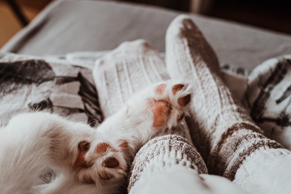 adottare un cucciolo