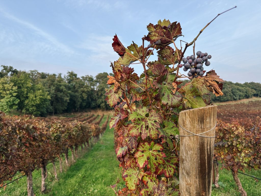 colli berici vini