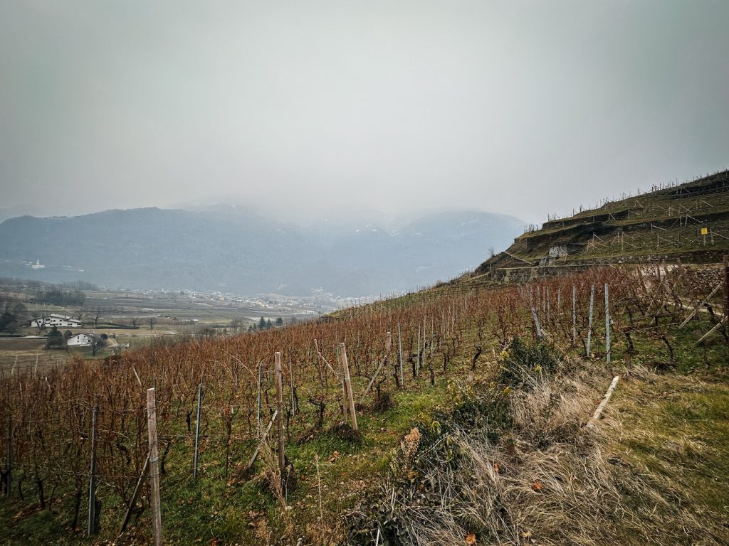 vini valtellina 