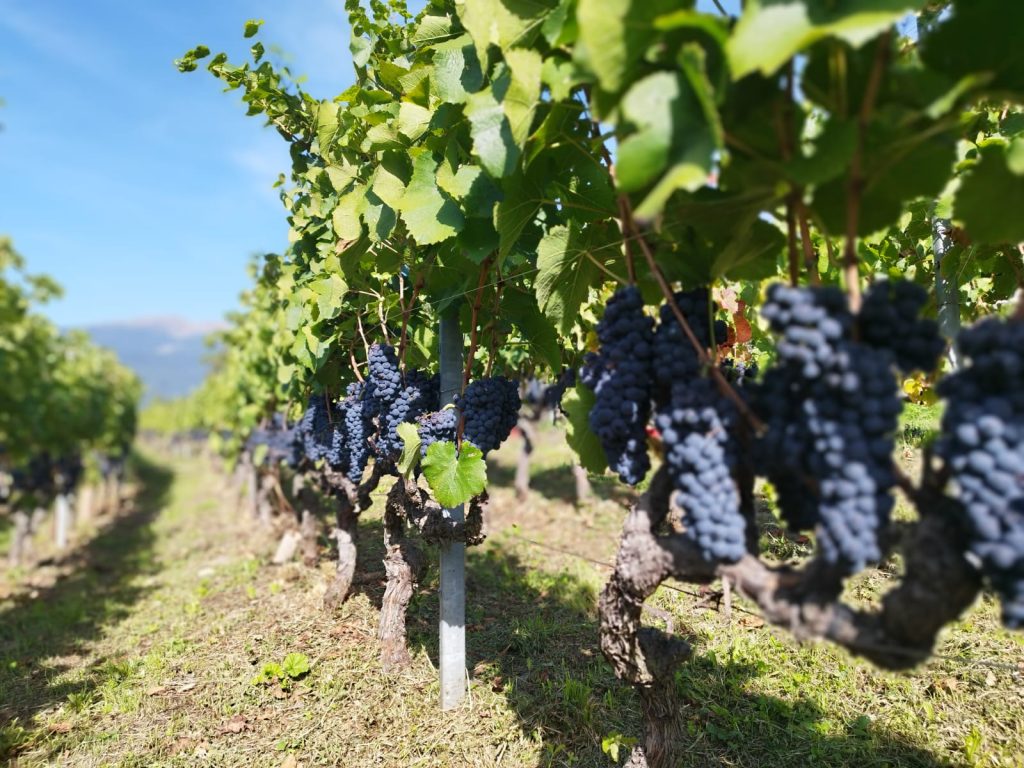 vino valle d aosta noussan 01