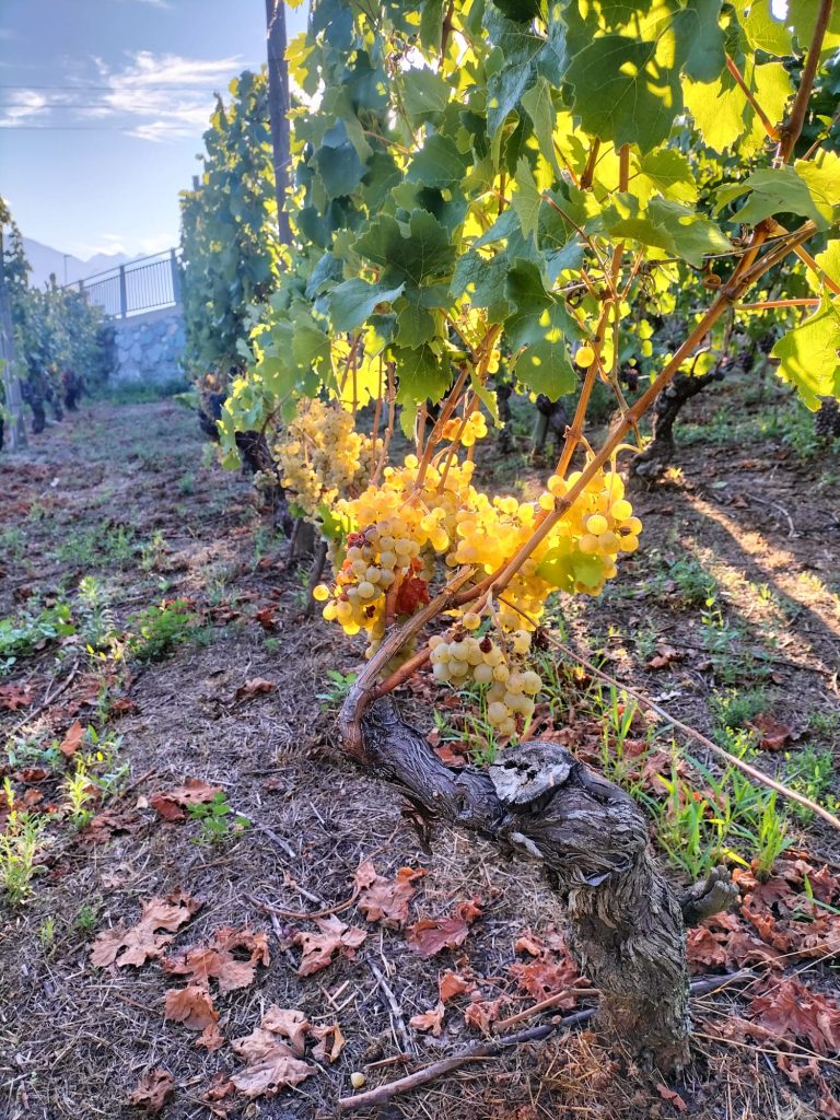 vino valle d aosta noussan 02
