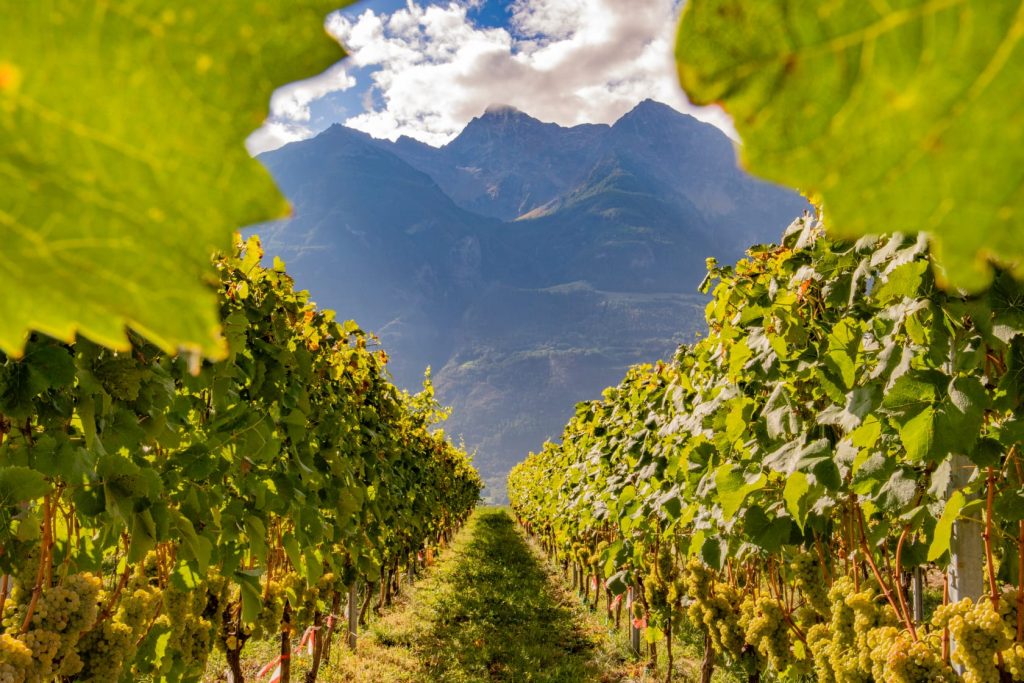vino valle d aosta