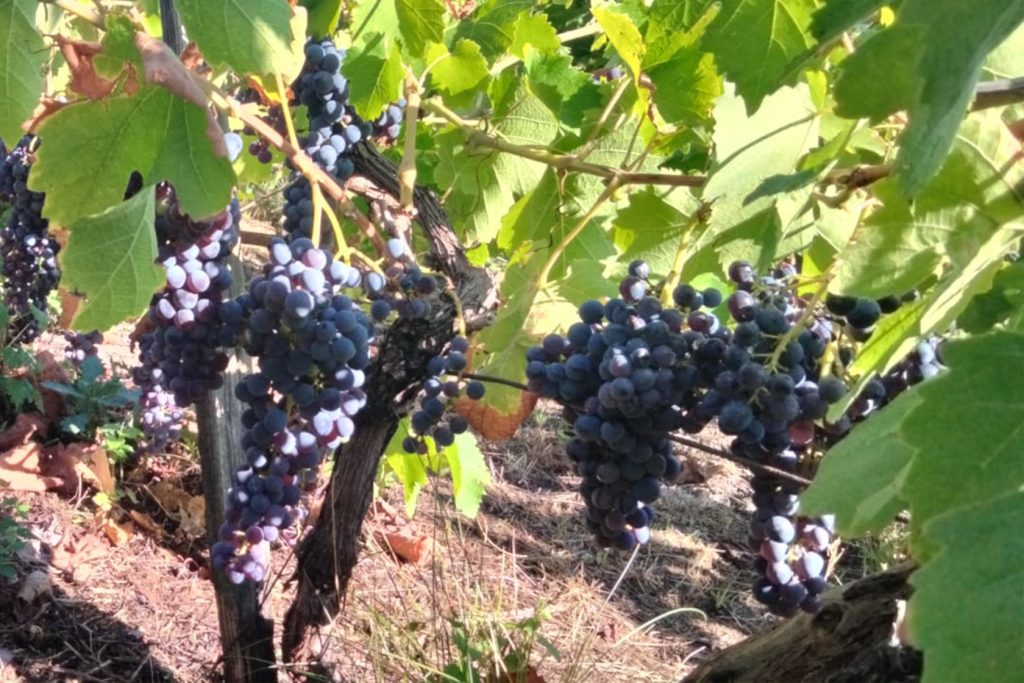 vino valle d'aosta 03